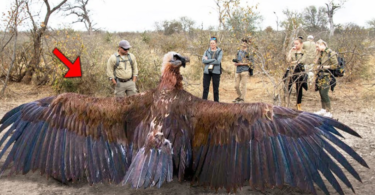 Giant Bird